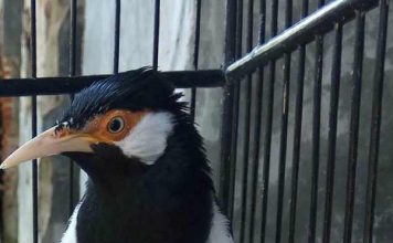 Jalak Archives Binatang Peliharaan