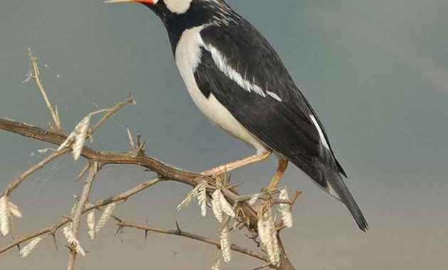 Index Of Wp Content Uploads 2018 07