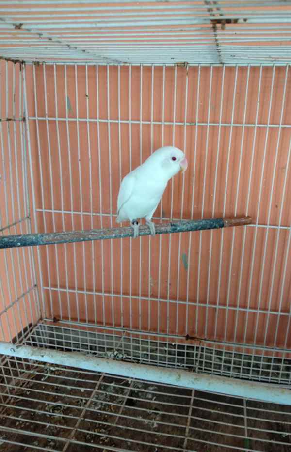 lovebird mata merah dan retina merah