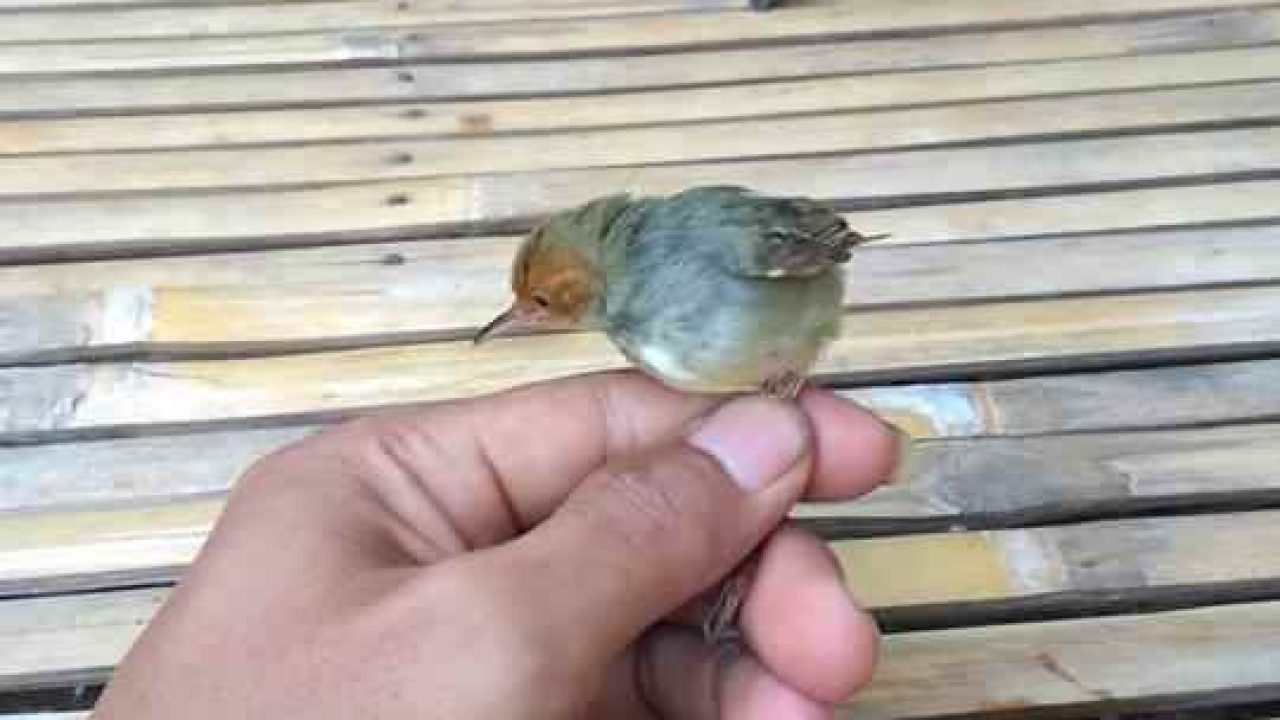 Index Of Wp Content Uploads 2018 07