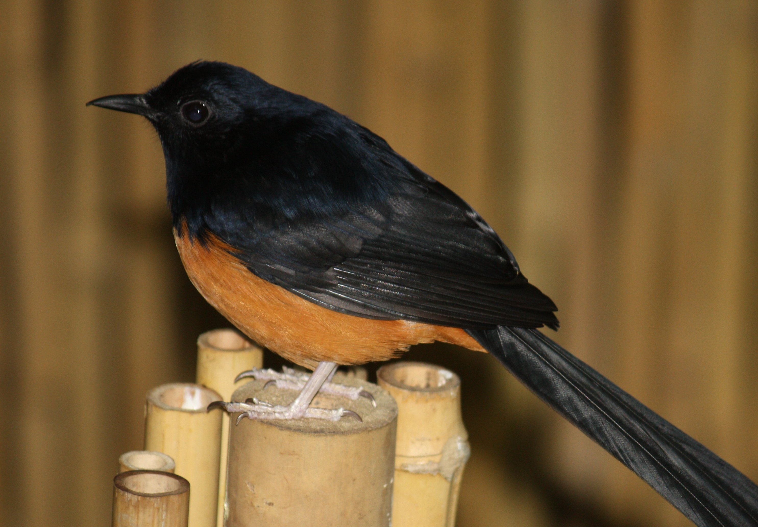 syarat-dan-prosedur-memelihara-burung-dilindungi syarat-dan-prosedur-memelihara-burung-dilindungi