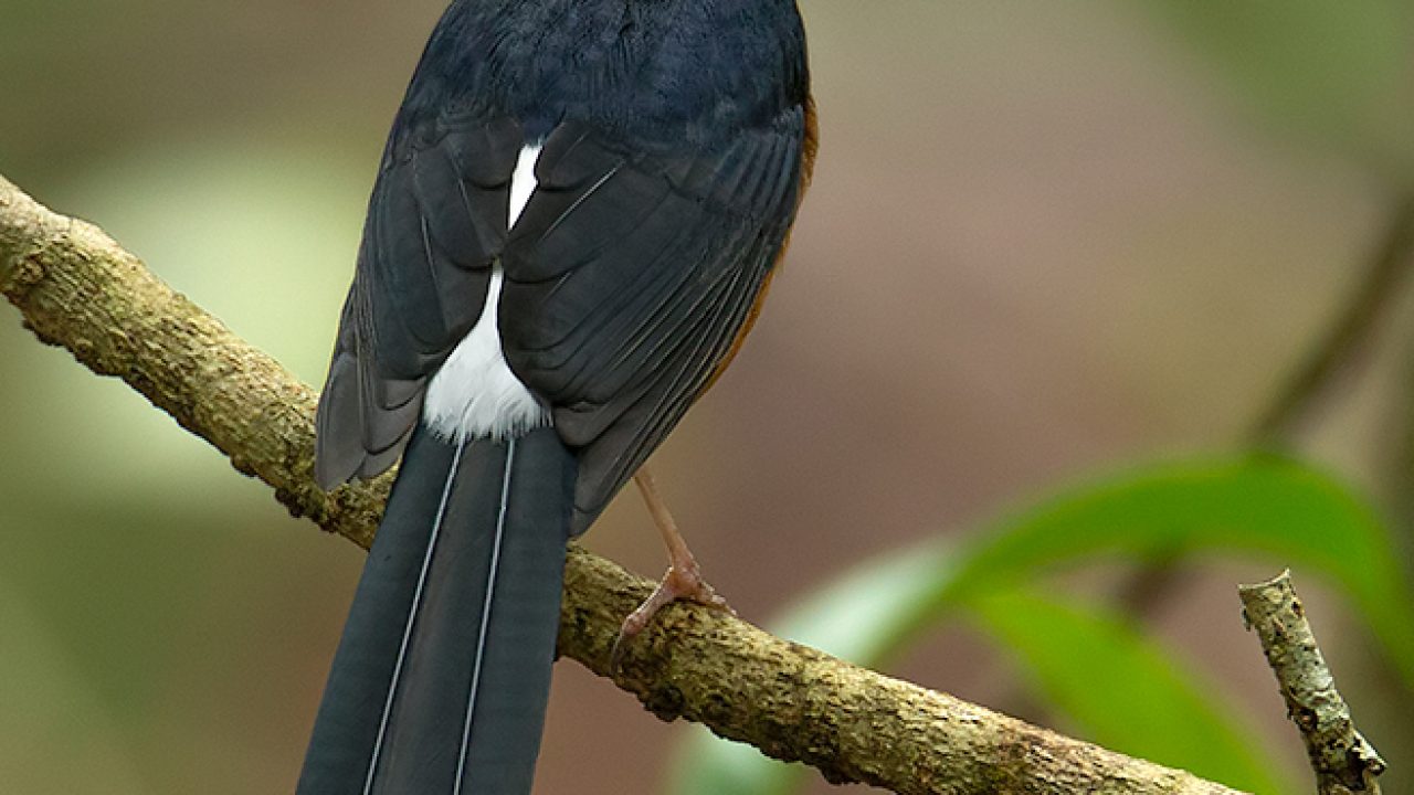 Index Of Wp Content Uploads 2018 07