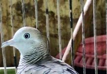 Kumpulan Suara Burung Perkutut Bangkok Gacor Mp3 Binatang