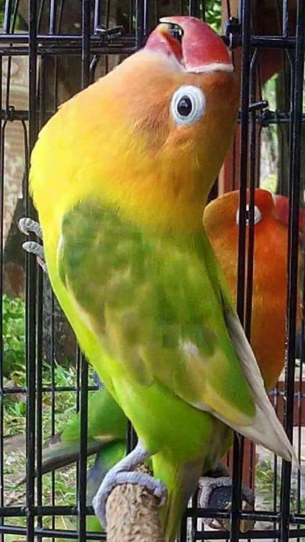  Gambar  Burung  Lovebird  Ngekek  Panjang Gambar  Burung 