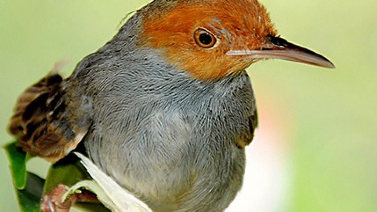 Index Of Wp Content Uploads 2018 08