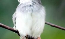 Download Suara Masteran Ciblek Pikatan Mp3 Binatang Peliharaan