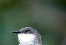 Download Suara Ciblek Gunung Gacor Untuk Masteran Mp3