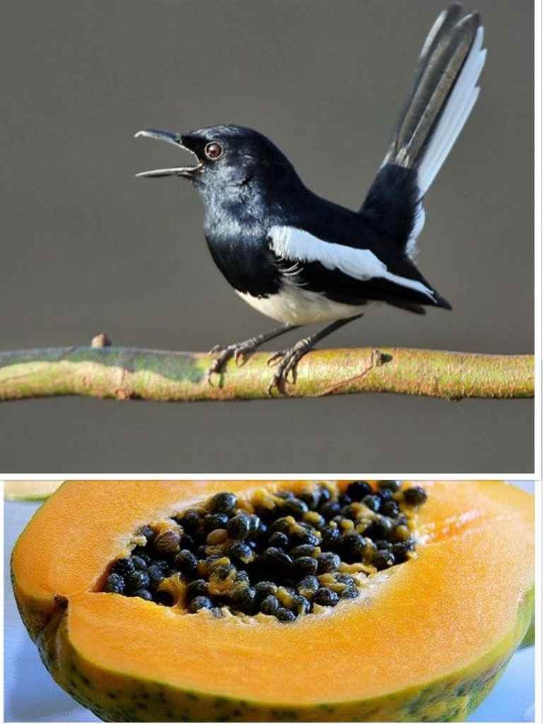 Index Of Wp Content Uploads 2018 08