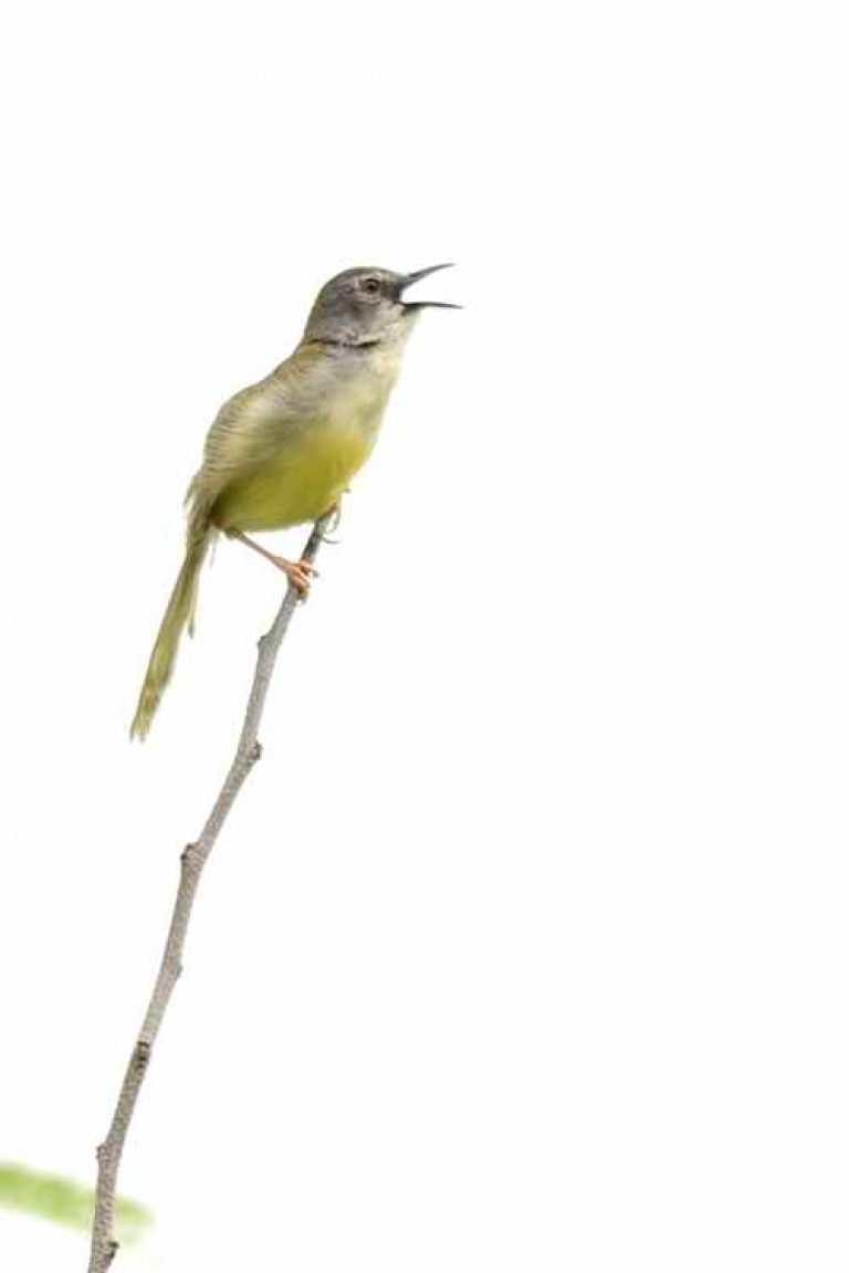 Index Of Wp Content Uploads 2018 08