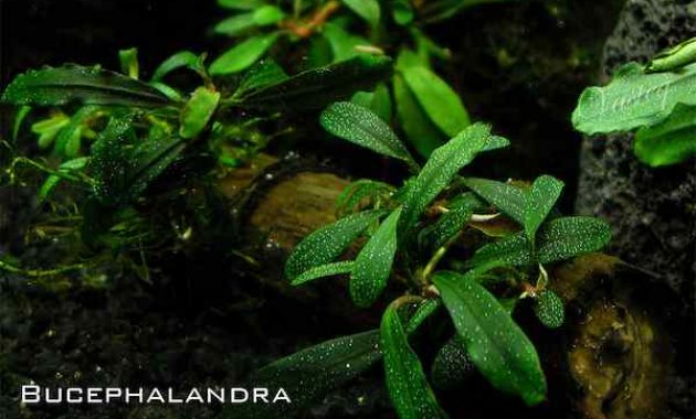 Bucephalandra-tanaman-aquascape-tanpa-CO2-630x380
