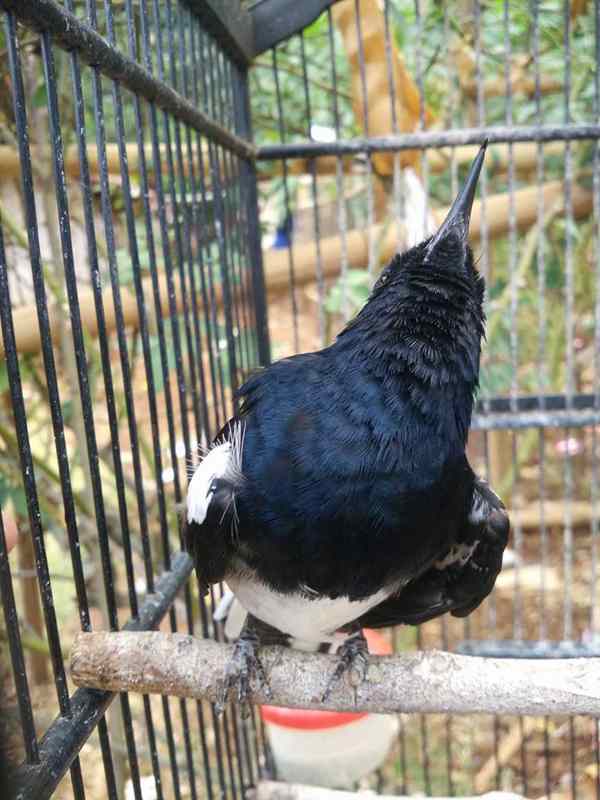 Burung Kolibri Sepah Raja Makanan