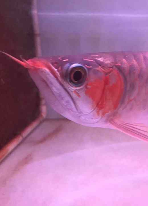 cara tanning ikan arowana agar merah