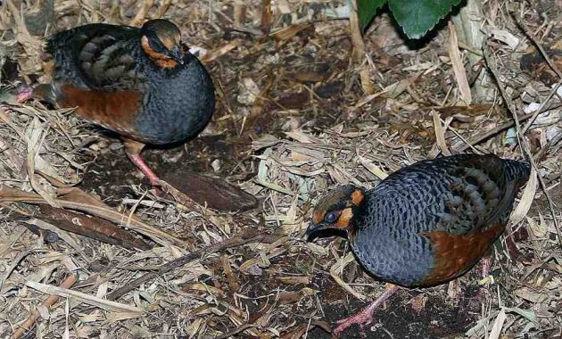 Index Of Wp Content Uploads 2018 09