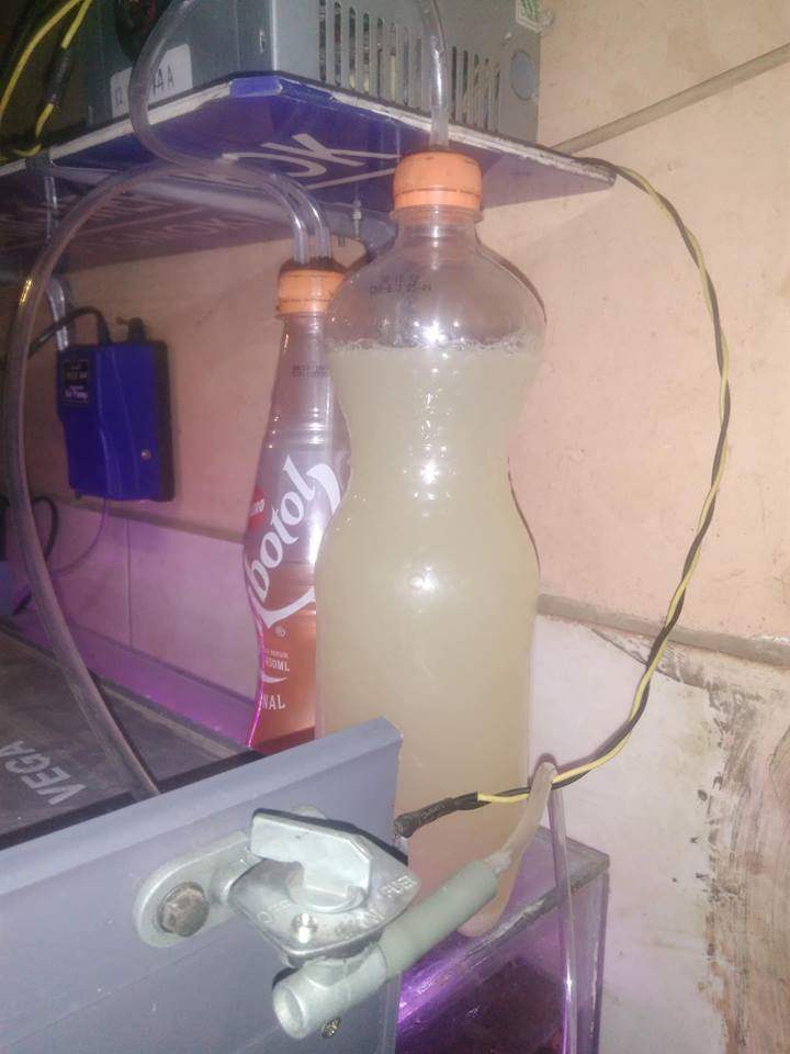 ragul-vs-cisod-bagus-mana-CO2-aquascape ragul-vs-cisod-bagus-mana-CO2-aquascape