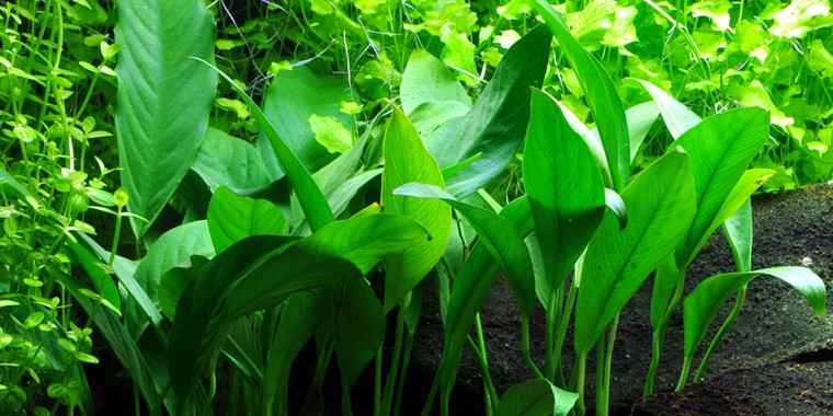 jenis-anubias-Anubias-Barteri-Var.-Angustifolia jenis-anubias-Anubias-Barteri-Var.-Angustifolia