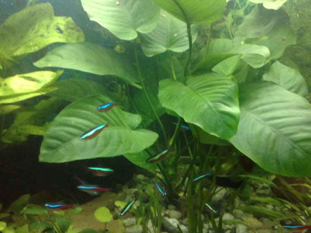 jenis-anubias-Anubias-Barteri-var.-caladiifolia jenis-anubias-Anubias-Barteri-var.-caladiifolia