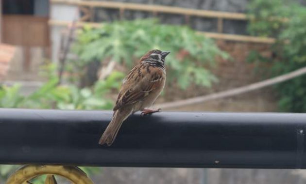 Index Of Wp Content Uploads 2018 10