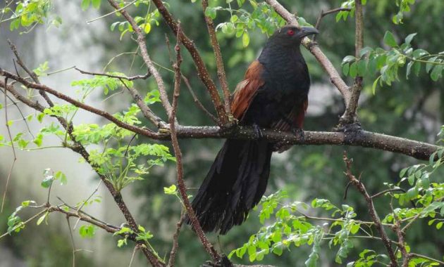 Index Of Wp Content Uploads 2018 10