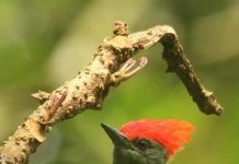 Jenis Burung Pelatuk Atau Caladi Yang Populer Di Indonesia