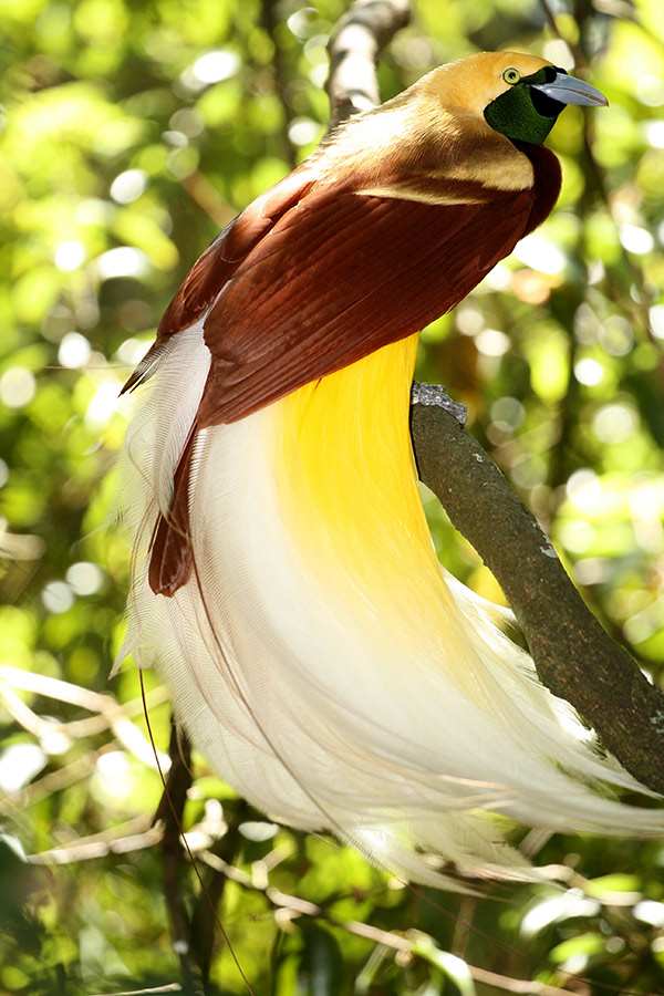 66 Koleksi Download Gambar Burung Cendrawasih Papua Terbaru