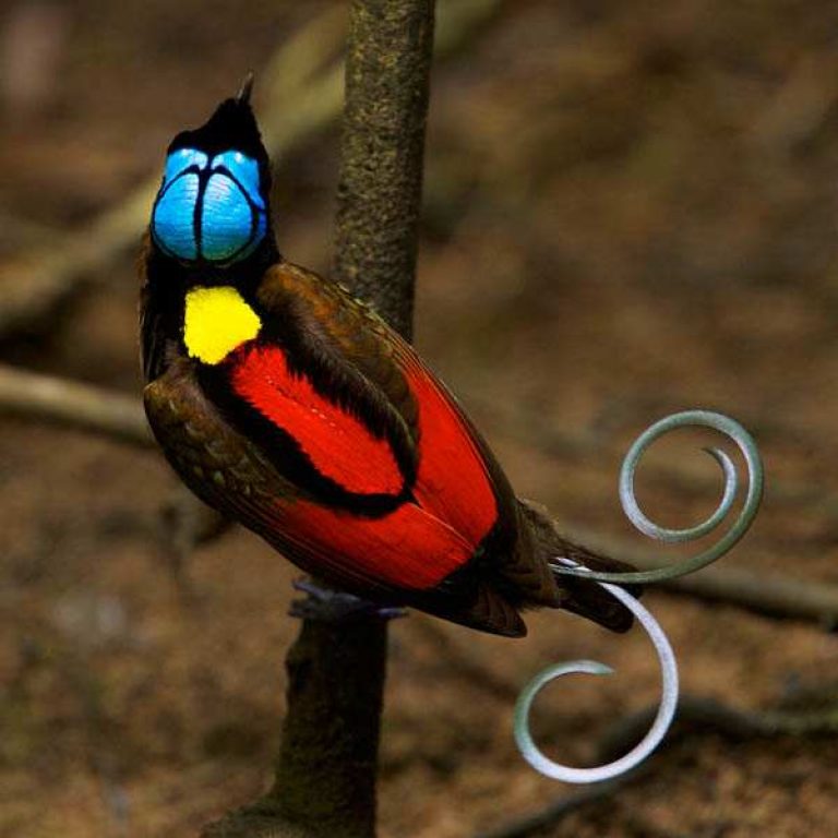 √ Suara Burung Cendrawasih yang Langka Gacor Om Binatang Peliharaan