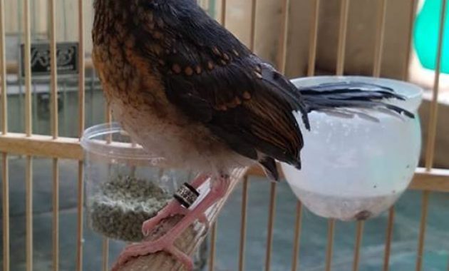 Index Of Wp Content Uploads 2018 11