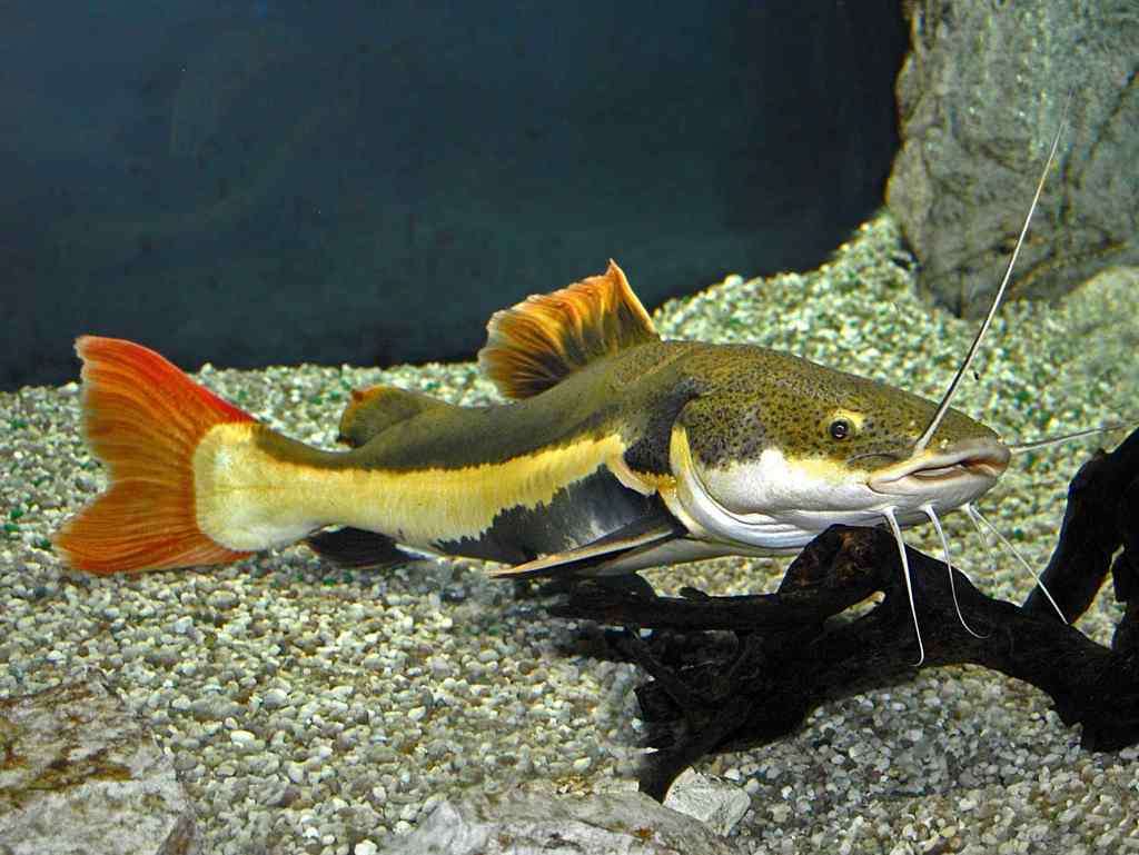 ikan-predator-red-tail-cat-fish