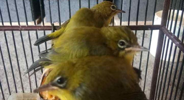 Index Of Wp Content Uploads 2019 01