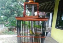 Download Suara Zipperan Pleci Gacor Mp3 Binatang Peliharaan