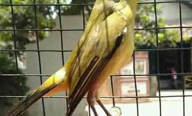 Index Of Wp Content Uploads 2019 01