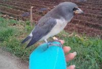 Index Of Wp Content Uploads 2019 02