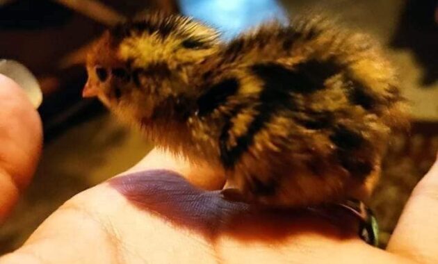 doq-anak-burung-puyuh-makanan-burung-hantu-630x380