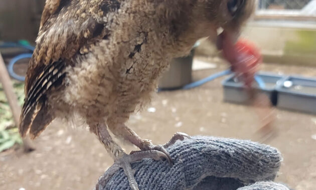 makanan-burung-hantu-celepuk-630x380