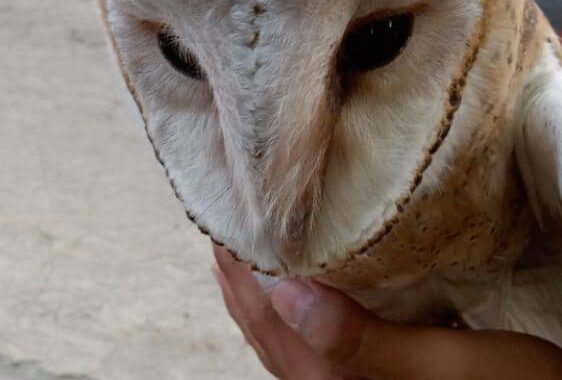 makanan-burung-hantu-tyto-alba-562x380