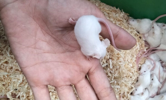 tikus-putih-makanan-burung-hantu-630x380