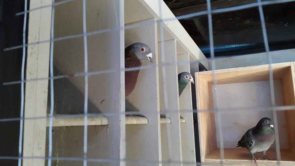 Index Of Wp Content Uploads Backup 2014 12