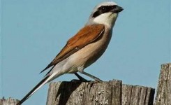 Index Of Wp Content Uploads Ktz Old