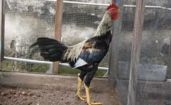 Index Of Wp Content Uploads Ktz Old