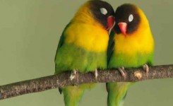 Index Of Wp Content Uploads Ktz Old